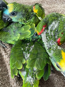 Синьолобий амазон