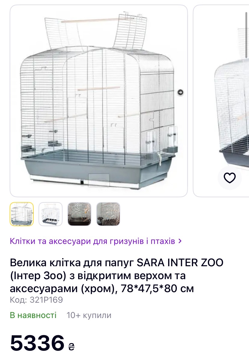 Пара корел шукають люблячу родину