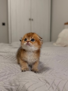 Золота шиншила
