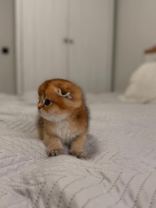 Золота шиншила