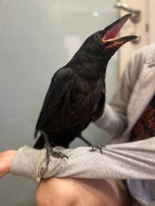 Декоративний домашній ворон підліток