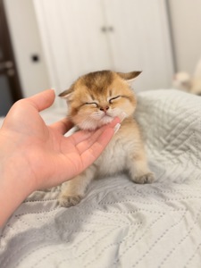 Золота шиншила