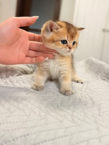 Золота шиншила