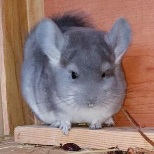 Маленький самец шиншиллы фиолет носитель ангоры