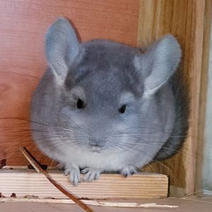 Маленький самец шиншиллы фиолет носитель ангоры