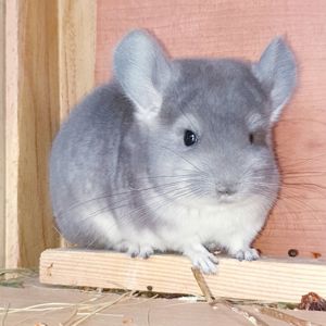 Маленький самец шиншиллы фиолет носитель ангоры