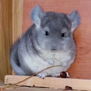 Маленький самец шиншиллы фиолет носитель ангоры