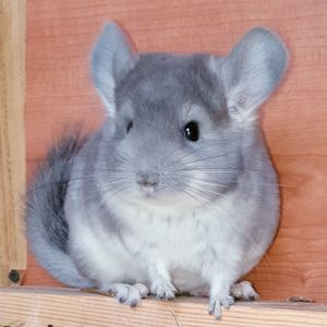 Маленький самец шиншиллы фиолет носитель ангоры