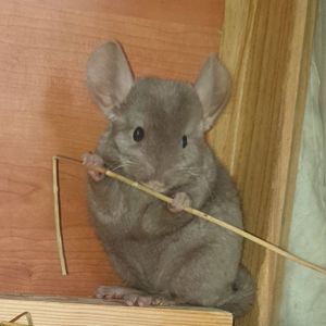 Маленькая самочка шиншиллы коричневая эбони