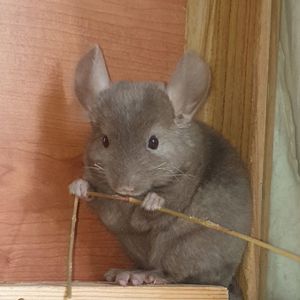 Маленькая самочка шиншиллы коричневая эбони