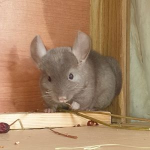 Маленькая самочка шиншиллы коричневая эбони