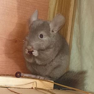 Маленькая самочка шиншиллы коричневая эбони