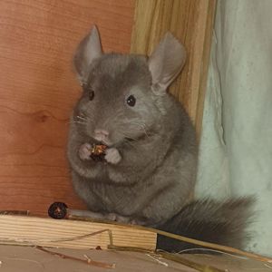 Маленькая самочка шиншиллы коричневая эбони