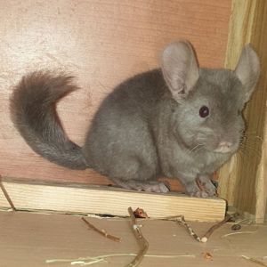 Маленькая самочка шиншиллы коричневая эбони