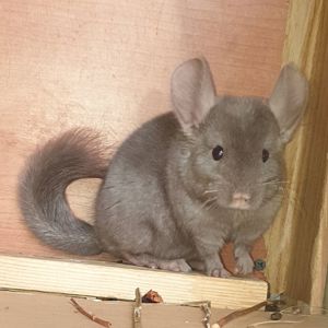Маленькая самочка шиншиллы коричневая эбони