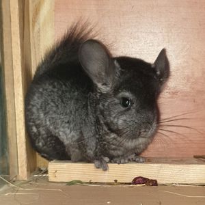 Маленькая самочка шиншиллы эбони