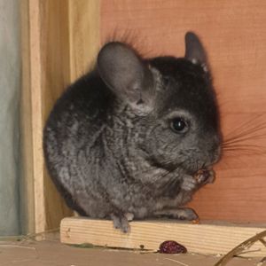 Маленькая самочка шиншиллы эбони