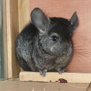 Маленькая самочка шиншиллы эбони