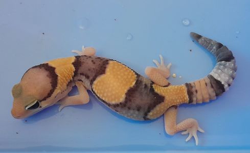 Гемітеконікс