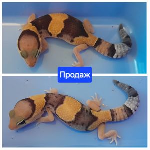 Гемітеконікс