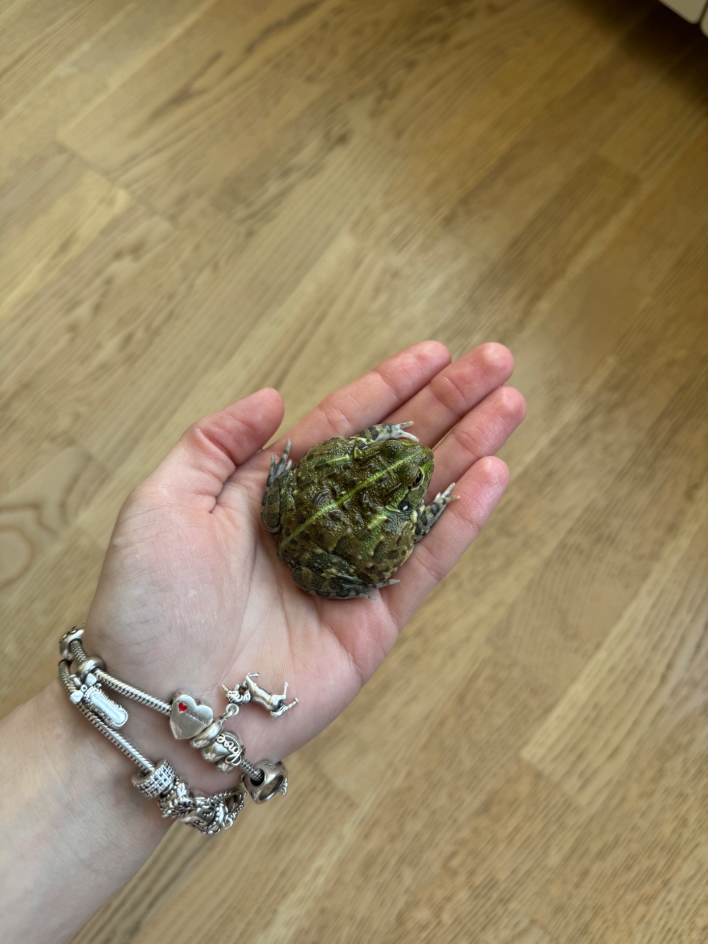 African bullfrog (Pyxicephalus adspersus)