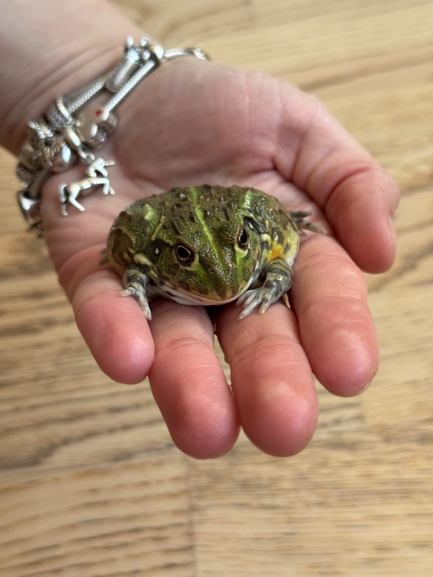 African bullfrog (Pyxicephalus adspersus)
