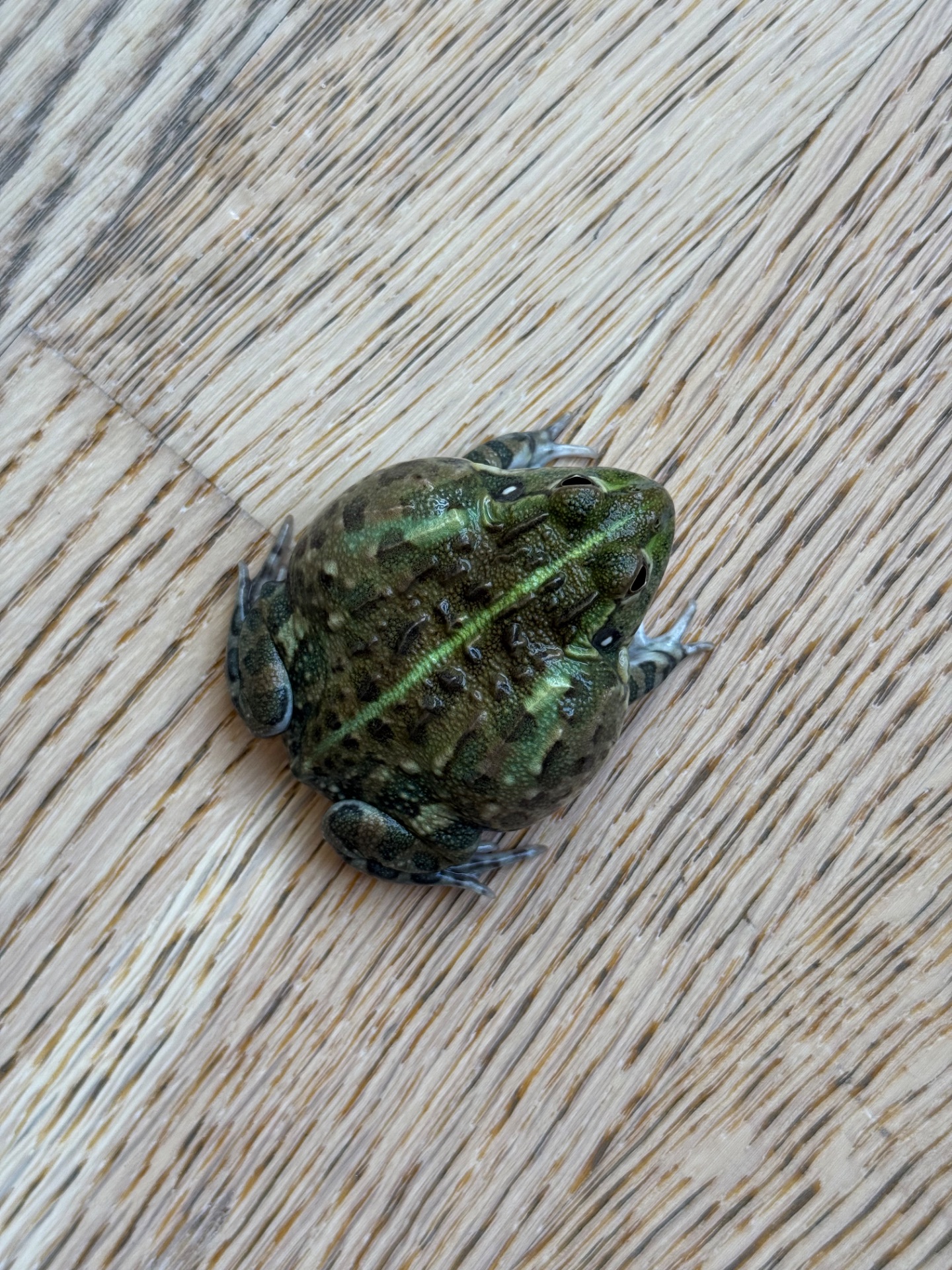 African bullfrog (Pyxicephalus adspersus)