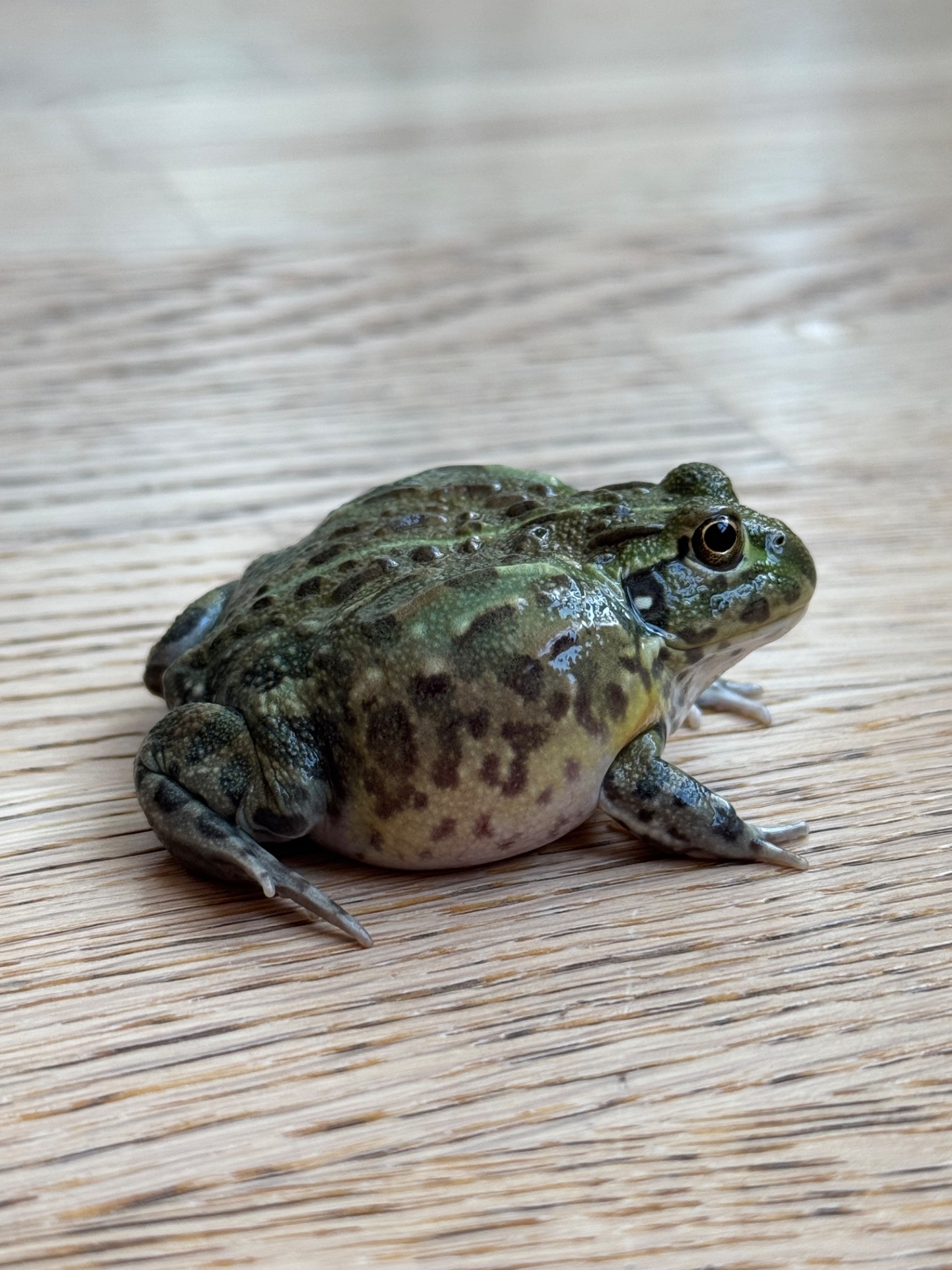 African bullfrog (Pyxicephalus adspersus)