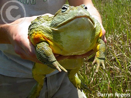 African bullfrog (Pyxicephalus adspersus)
