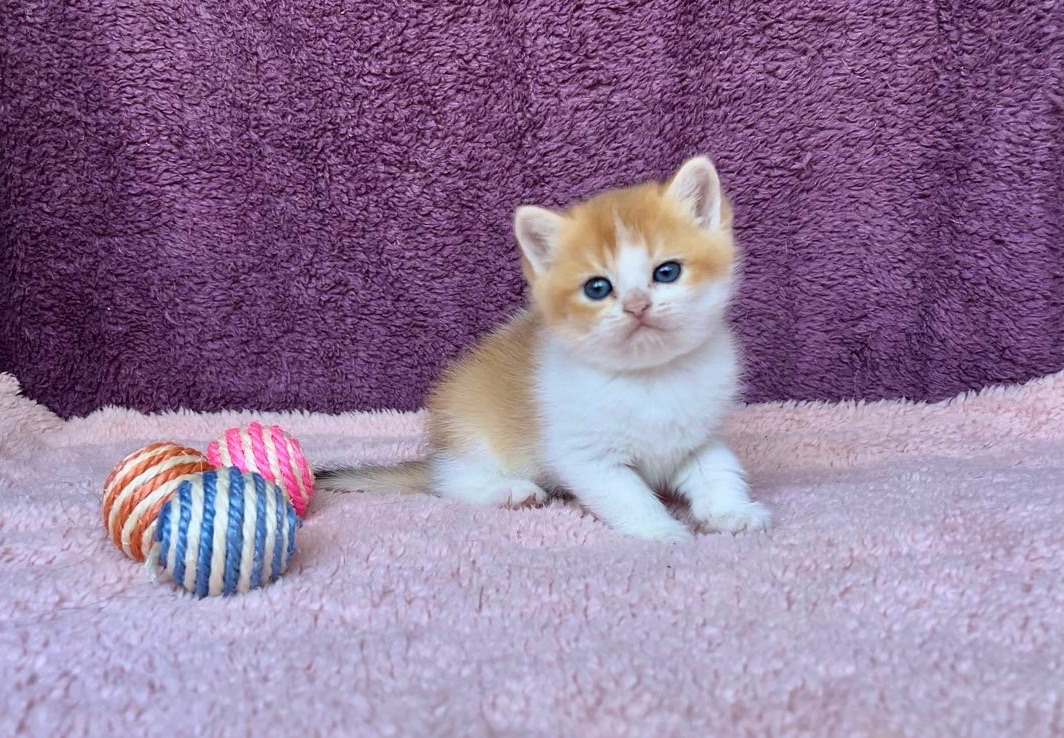 Британская котенок. Мальчик.