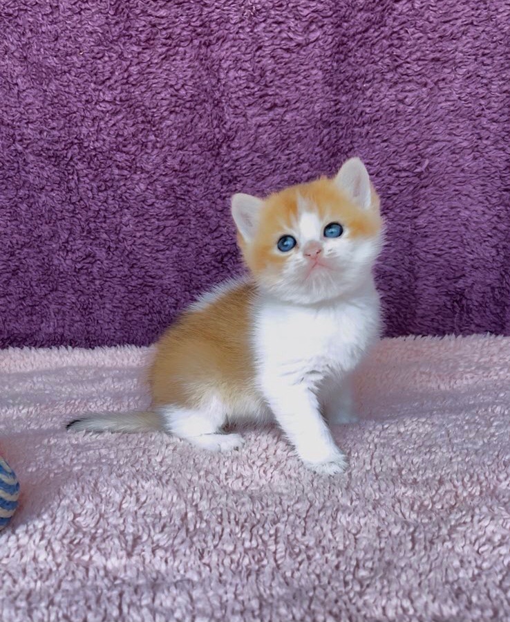 Британская котенок. Мальчик.