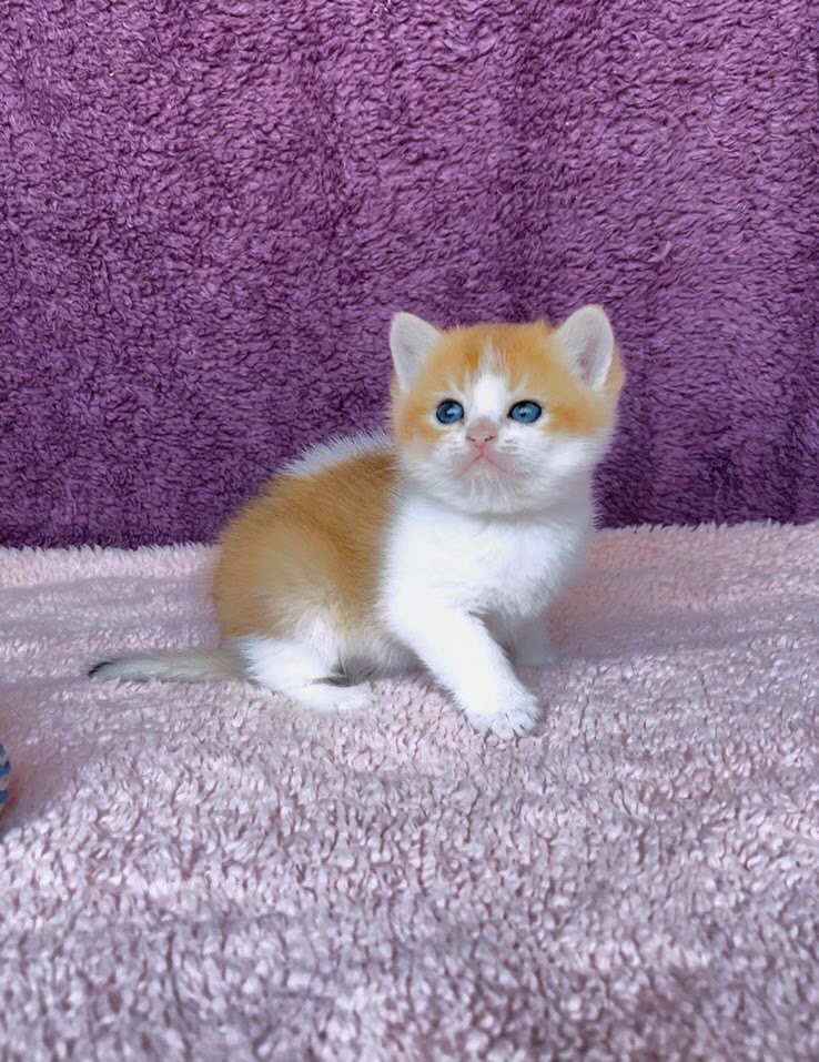 Британская котенок. Мальчик.