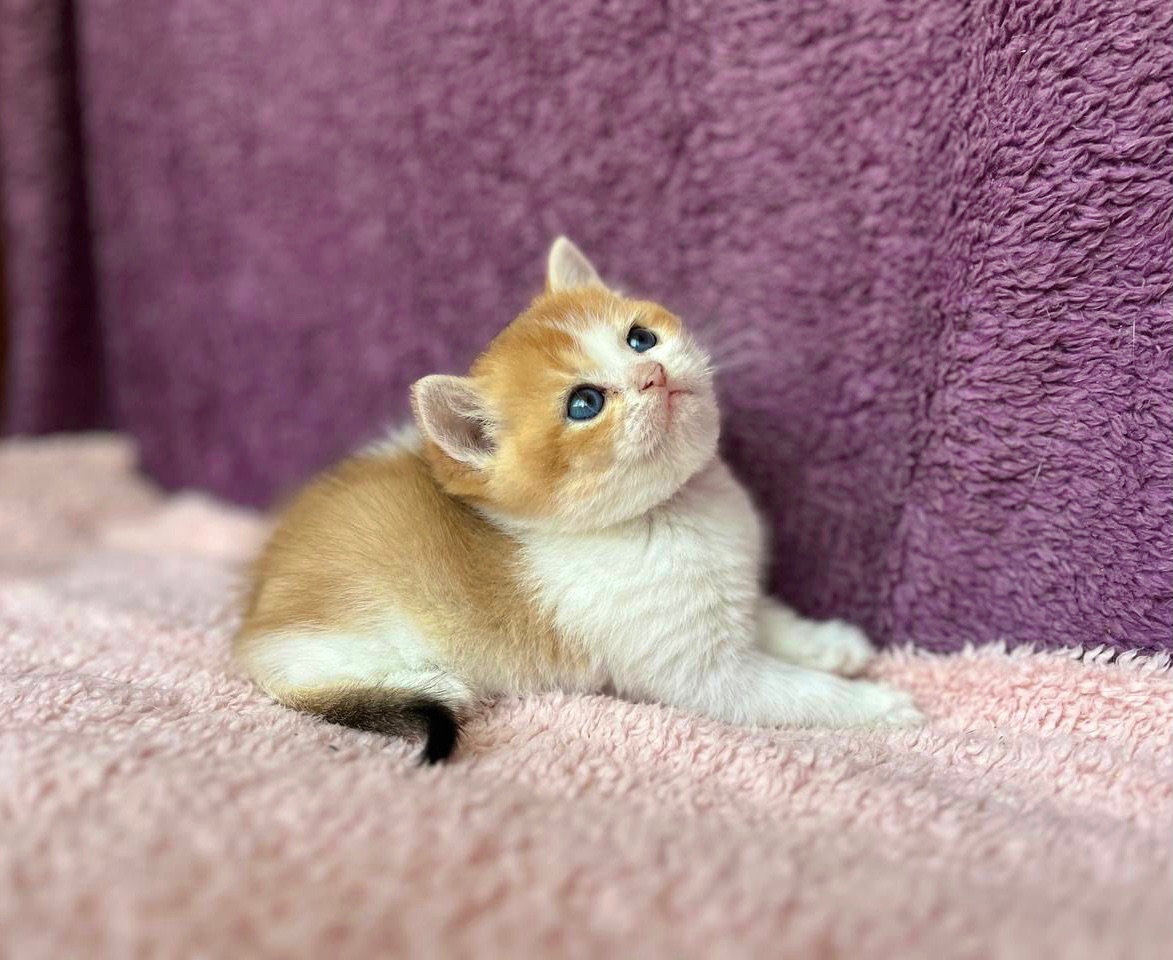 Британская котенок. Мальчик.