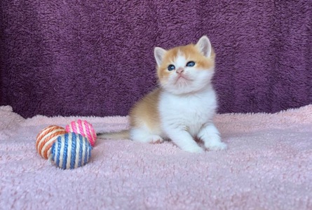 Британская котенок. Мальчик.