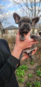 Французский бульдог