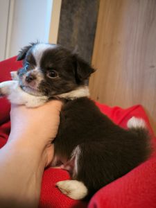 Красиві цуценятка чіхуахуа