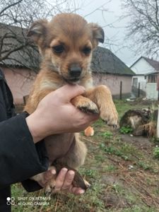 Цуценята