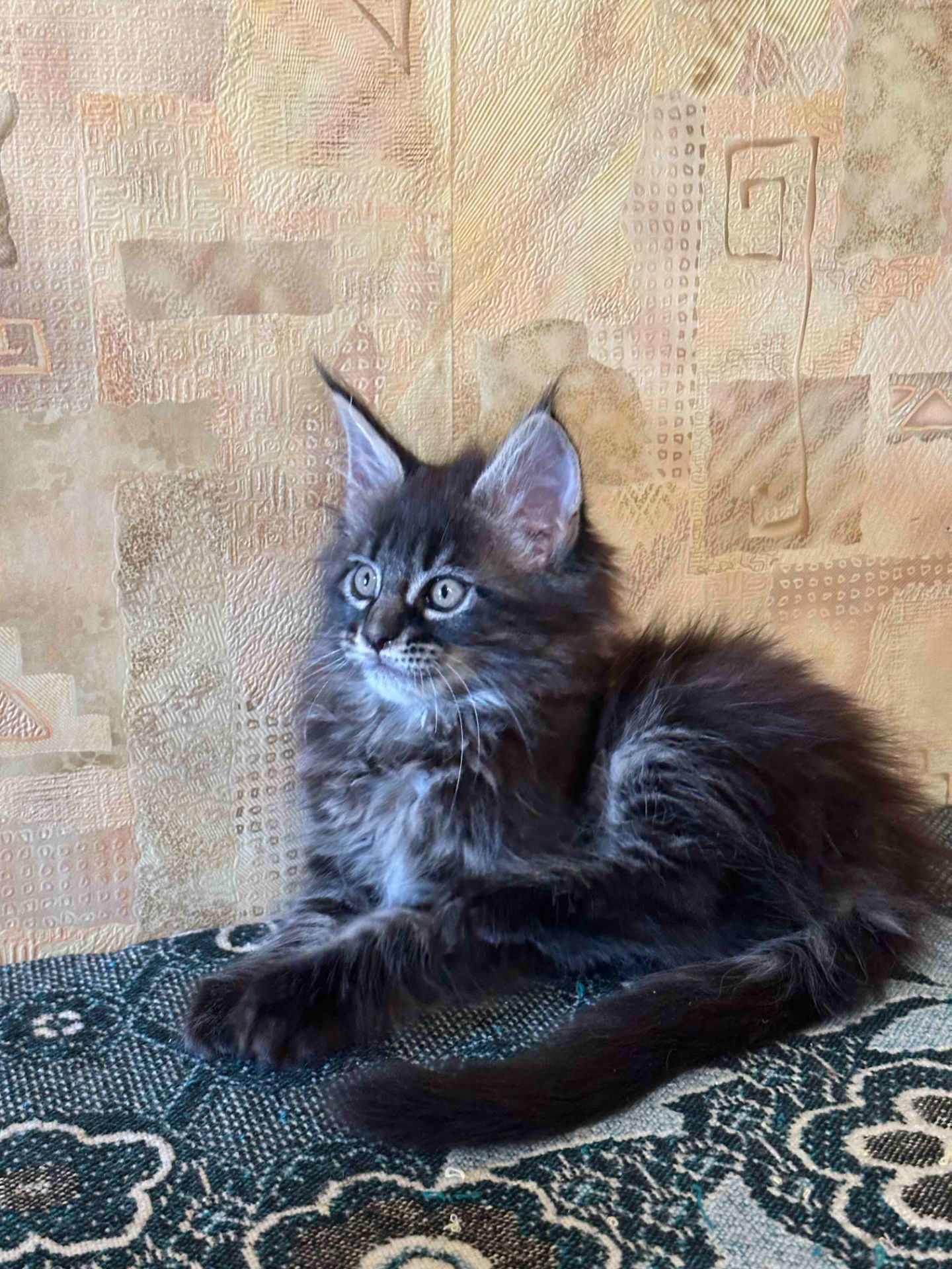 Кошенята Мейн Кун