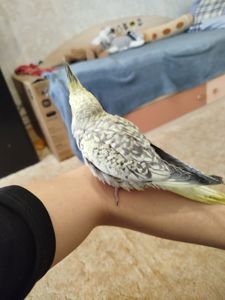 Продам ручних та молодих корелл!
