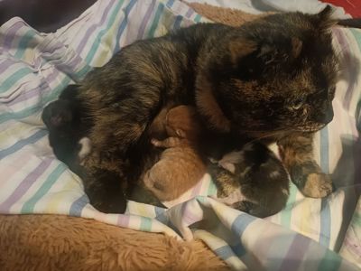 Кошенята