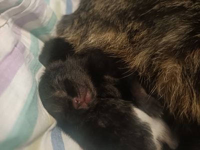 Кошенята