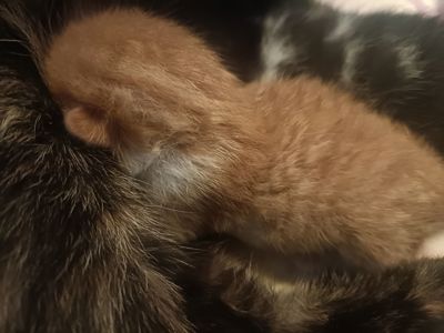 Кошенята