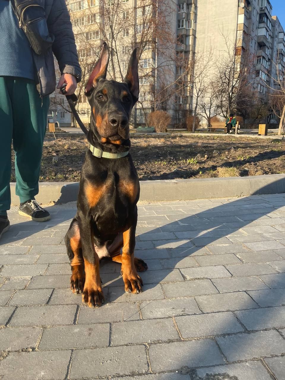 Цуценята добермана