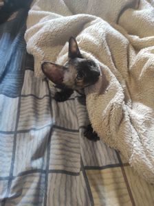 Кошеня девон рекс