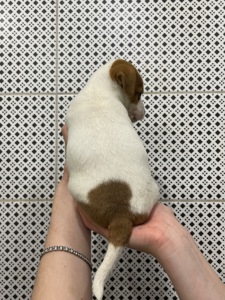 Веселий джек рассел