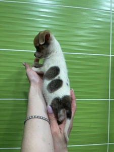 Ідеальний песик чихуахуа