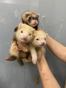 Ручные декоративные хорьки, декоративний тхір, фретка окрас Соболь
