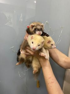Ручные декоративные хорьки, декоративний тхір, фретка окрас Соболь