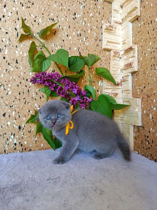 Чистокровні шотландські кошенята