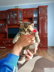 Чистокровні шотландські кошенята